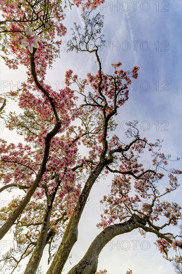 Flowering magnolia