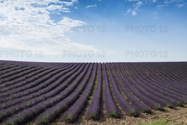 Flowering lavender