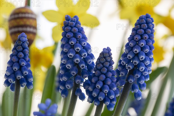 Hyacinths