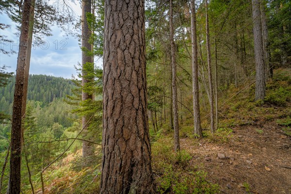 Enztalkiefer in the forest