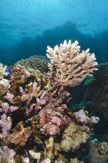 Tassled scorpionfish