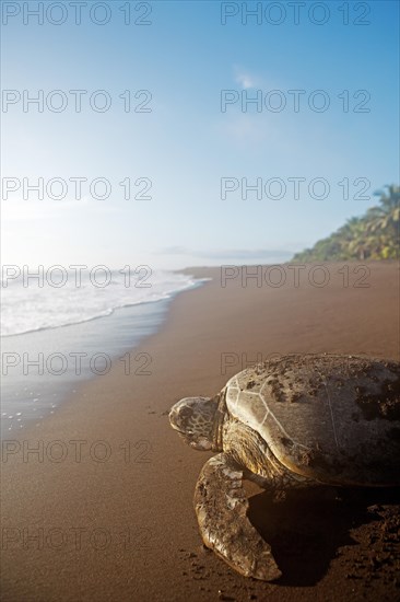 Green turtle