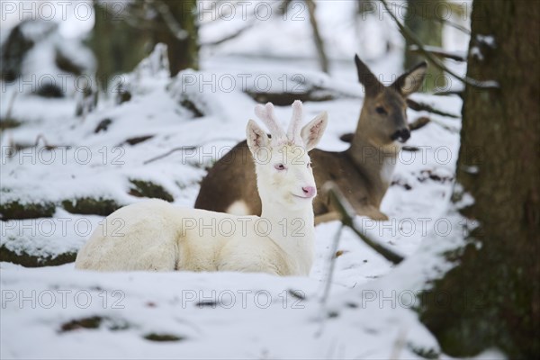 Roe deer