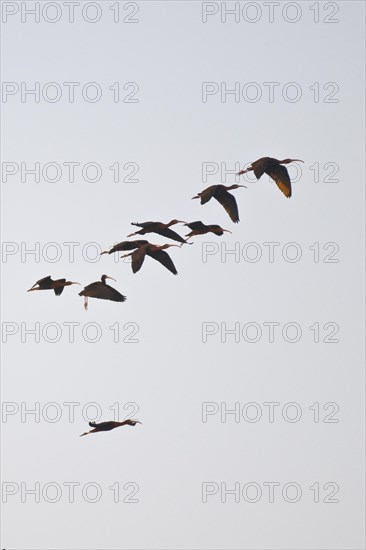 Glossy ibises