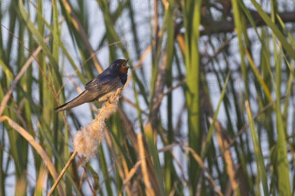 Barn swallow