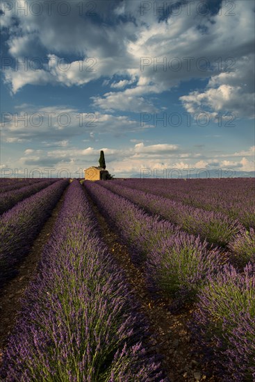 Flowering lavender