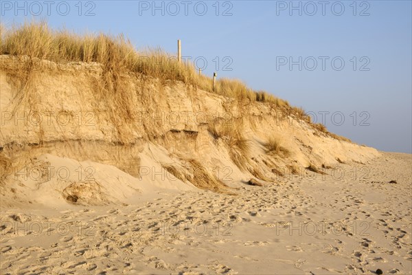 Dune with dune grass