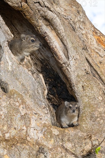 Rock Hyrax