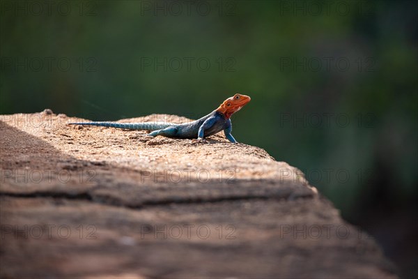 Settler dragon in the sun. Animals in Tsavo East National Park