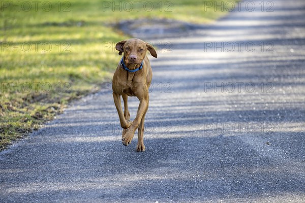 Roevidszoru Magyar Vizsla