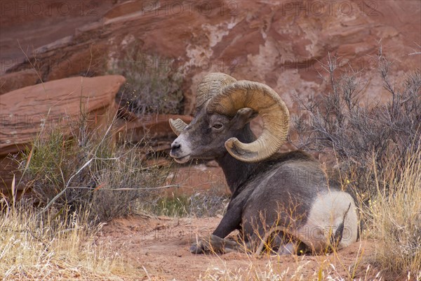 Desert bighorn sheep