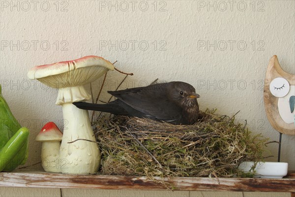 Blackbird