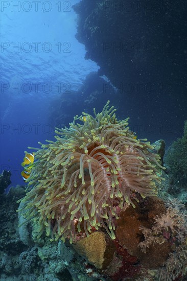 Magnificent sea anemone