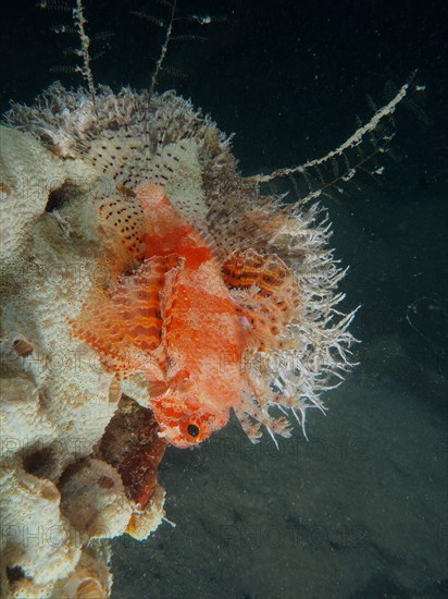 Red Sea Dwarf Lionfish