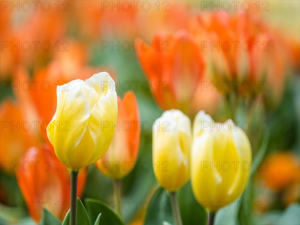 Tulip