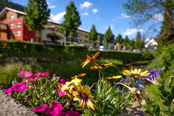 Spring flowers on the banks of the Enz