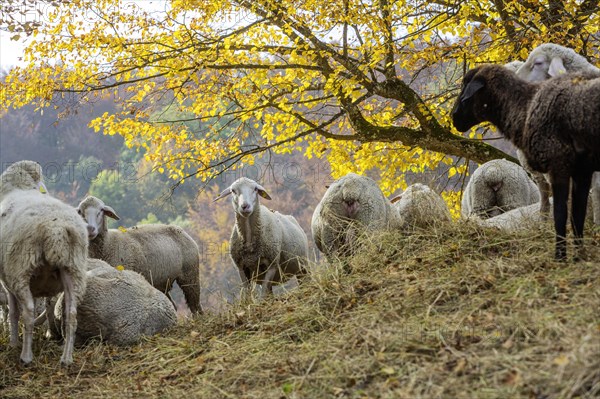 Sheep grazing on rough grassland