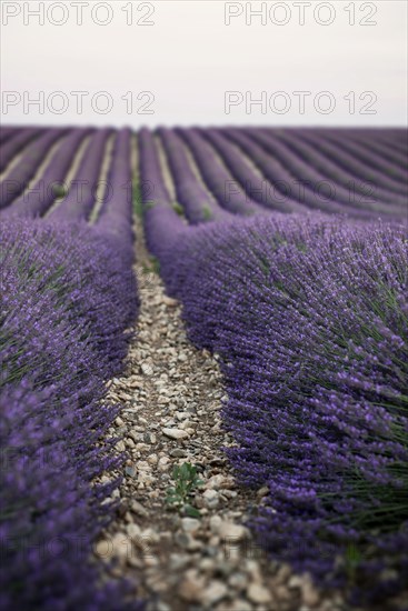 Flowering lavender