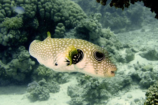 White-spotted puffer