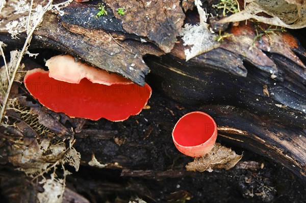 Scarlet elf cup