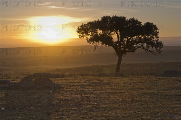 Holm oak