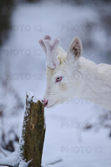 Roe deer