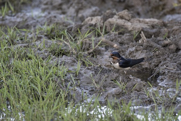 Barn swallow