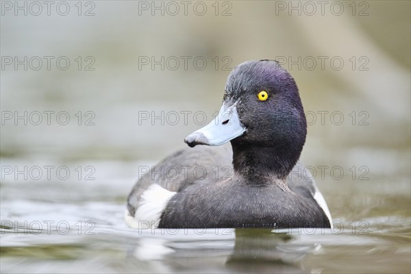 Tufted pochard