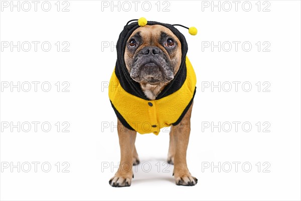 Adorable French Bulldog wearing a cute and funny striped bee dog costume with hood and antlers on white background