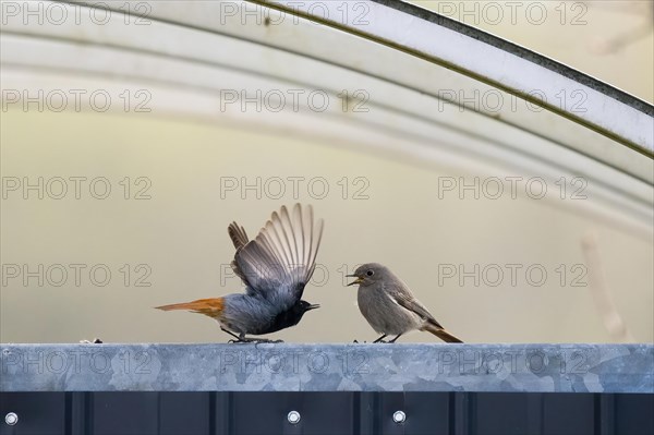 Black Redstart