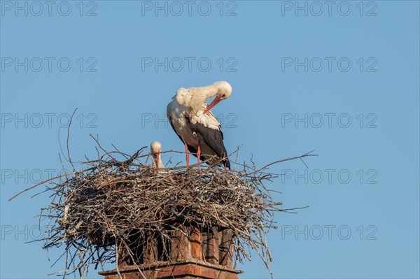 White stork