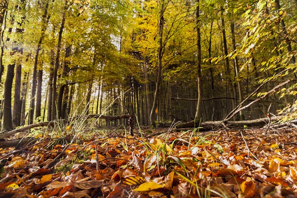 Autumn impressions in the deciduous forests near Diez