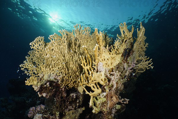 Net fire coral