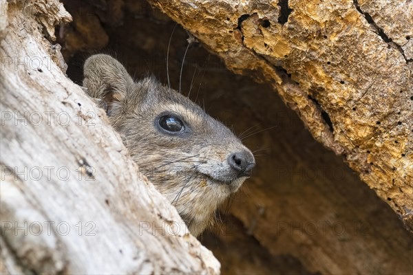 Rock Hyrax