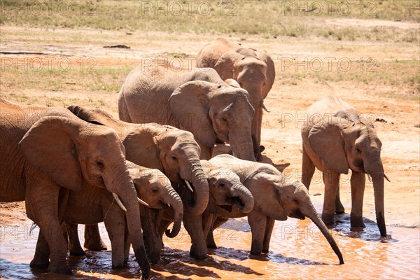 The famous red elephants in the savannah of Tsavo National Park