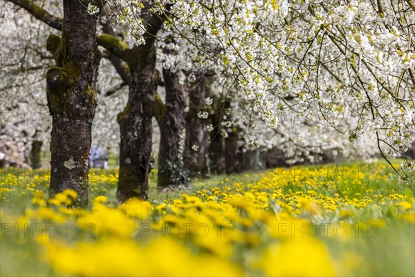 Blossoming cherry trees in spring