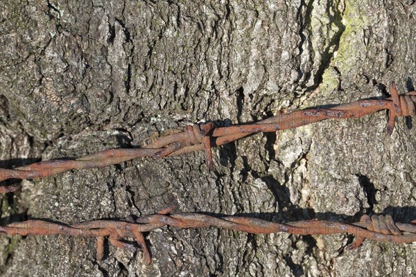 Birch bark with ingrown barbed wire