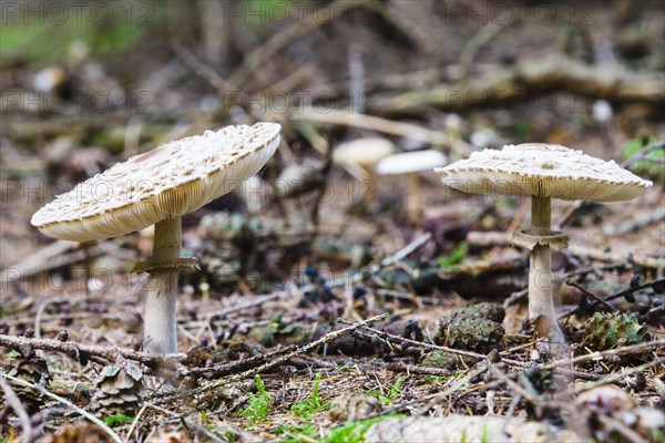 Parasol mushroom