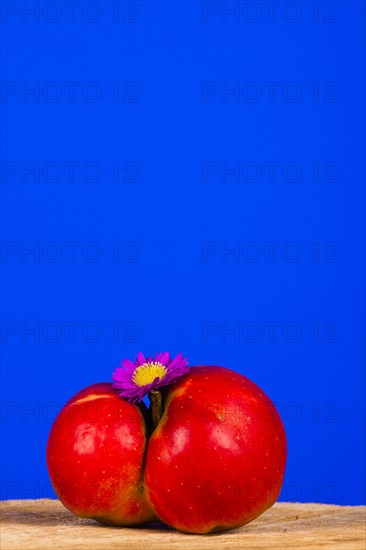 Red apple and aster blossom