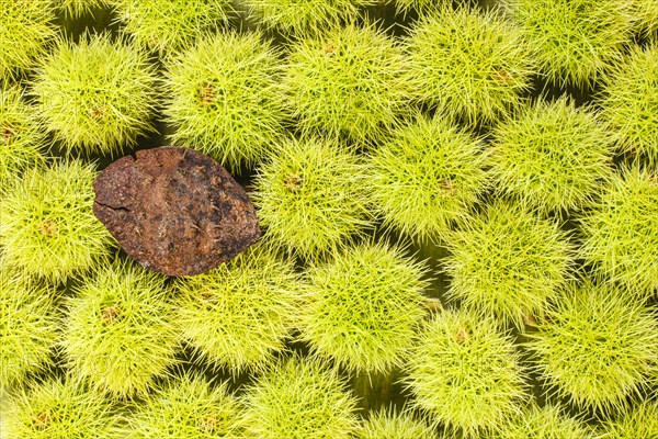 Sweet chestnut background