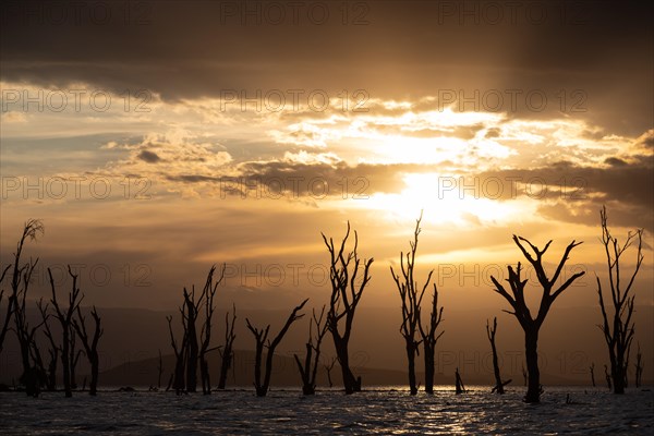 Dead trees in a lake