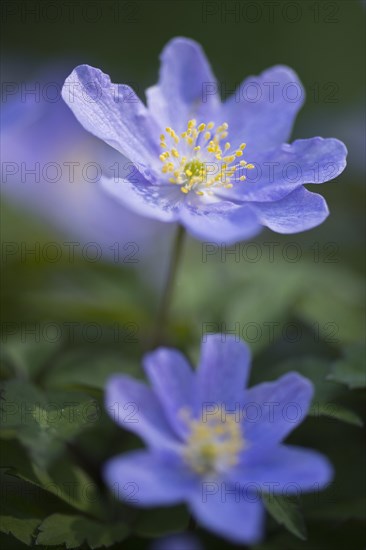 Wood anemone