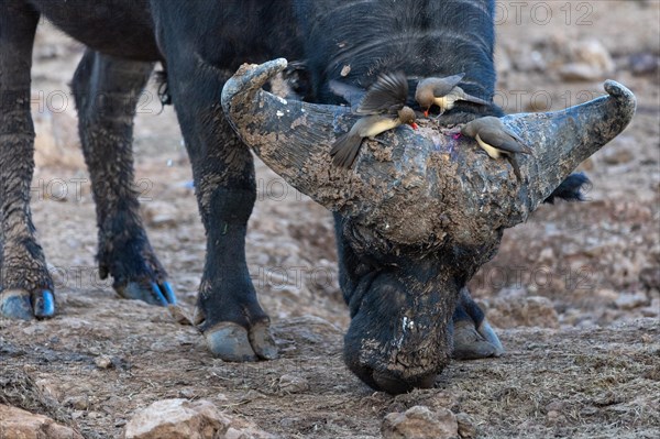 African buffalo