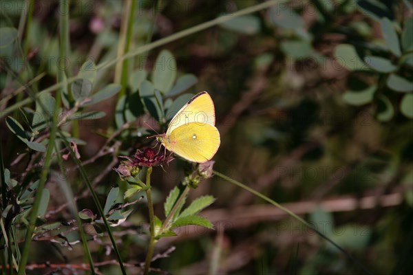 Palaeno sulphur