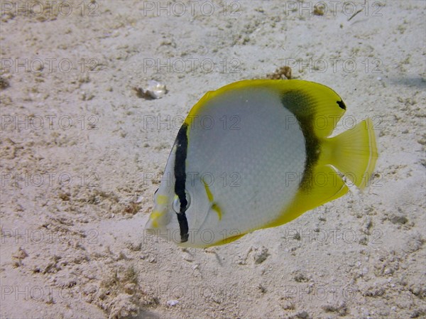 Spotfin butterflyfish