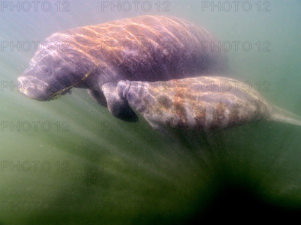 A round-tailed manatee