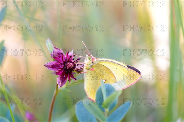 Palaeno sulphur