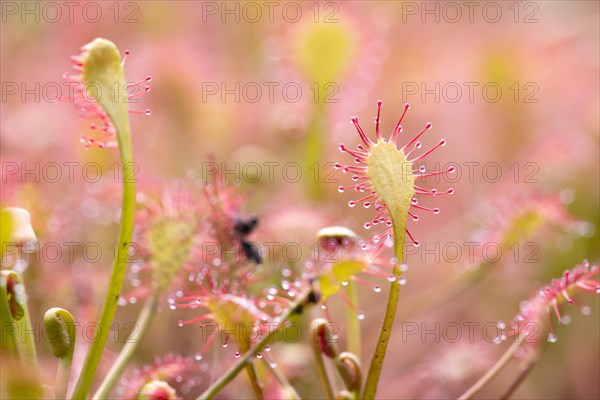 Oblong-leaved sundew