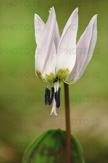 Dog's tooth violet