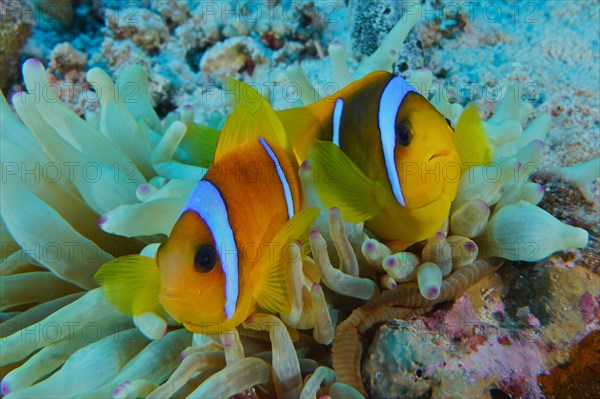 Pair of red sea clownfish